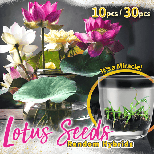 Fleurs de lotus décoratifs