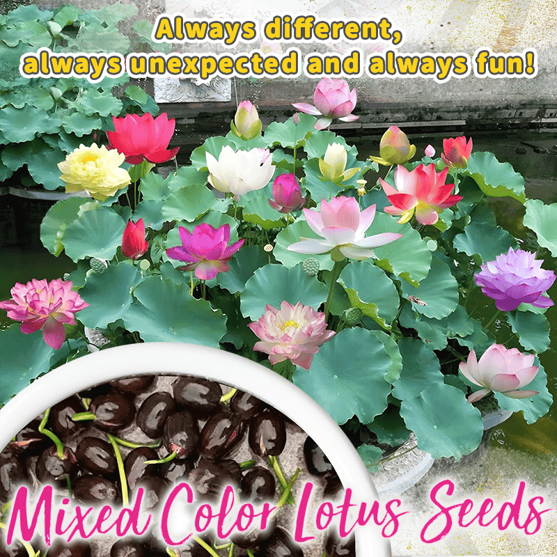 Fleurs de lotus décoratifs