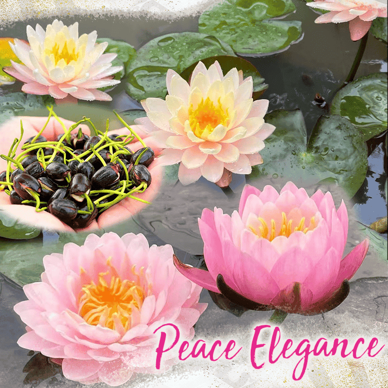 Fleurs de lotus décoratifs