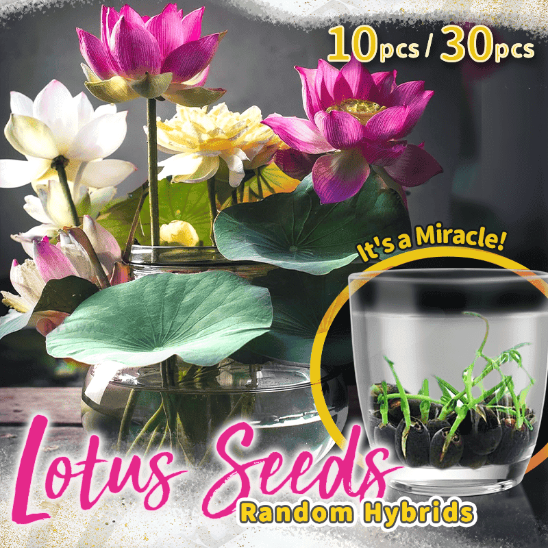 Fleurs de lotus décoratifs