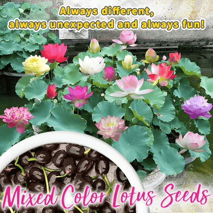 Fleurs de lotus décoratifs